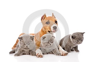 Stafford puppy and three kittens lying together. isolated on white