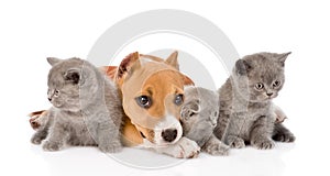 Stafford puppy and three kittens lying together. on whi