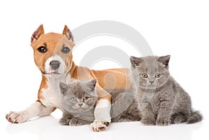 Stafford puppy and two kittens lying together. isolated on white