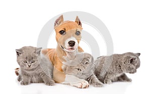 Stafford puppy and two kittens lying together. isolated on white
