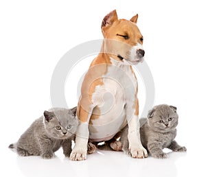 stafford puppy and two kittens sitting together. isolated on white background