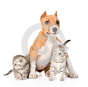 Stafford puppy and two scottish kittens sitting together. isolated