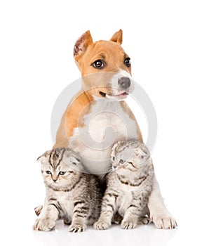 Stafford puppy and two scottish kittens sitting together. isolated