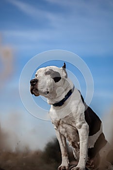 stafford sits on a stone against a blue sky