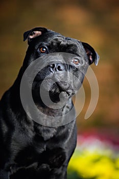 Stafford Terrier portrait against the colors