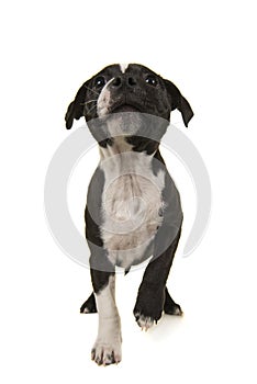Stafford terrier puppy looking up seen from the front cut out on a white background