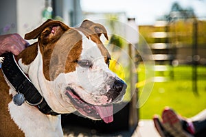 Staffordshire Amstaff dog holded by collar