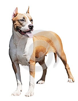 Staffordshire Bull Terrier