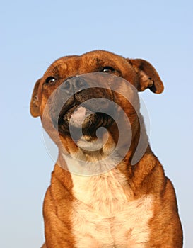 Staffordshire bull terrier