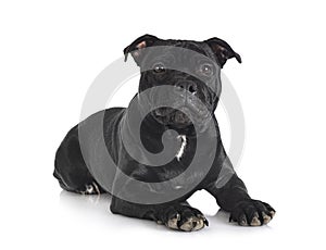 Staffordshire bull terrier