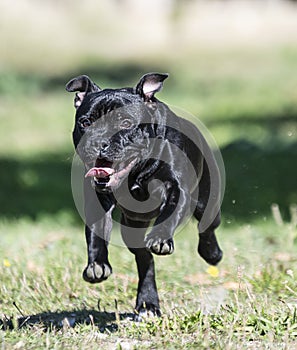 Staffordshire bull terrier