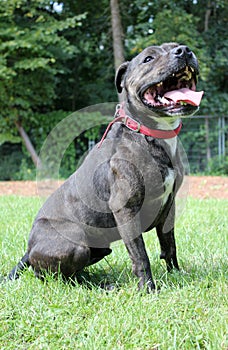 Staffordshire bull terrier