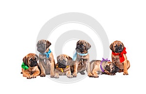 Staffordshire Bull Terrier, 3 months old with red collar, isolated on white