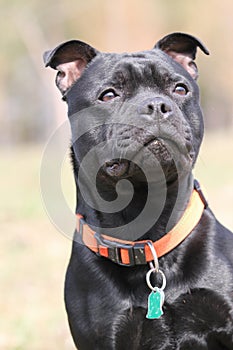 Staffordshire bull terrier