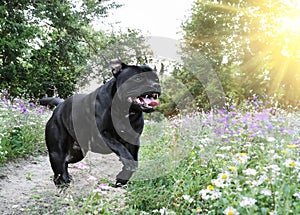 staffordshire bull terrier