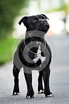 Staffordshire bull terrier