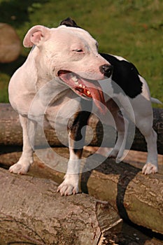 Staffordshire Bull Terrier