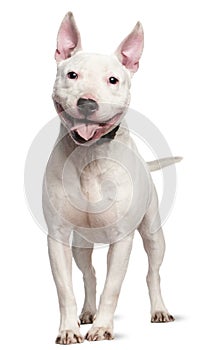 Staffordshire Bull Terrier, 4 years old