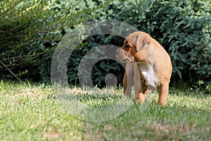 Staffordshire Bull Terrier