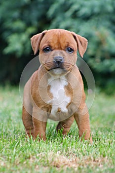 Staffordshire Bull Terrier