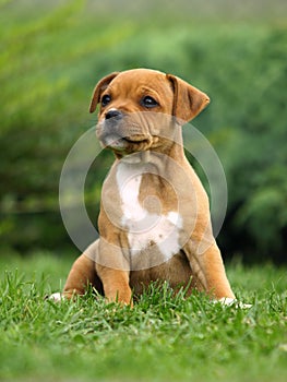 Staffordshire Bull Terrier