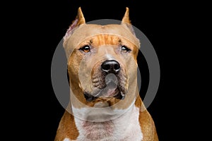 Staffordshire bull terrier