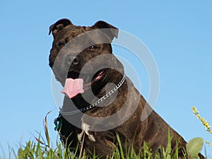 Staffordshire Bull Terrier