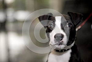 Staffordshire bull terrier