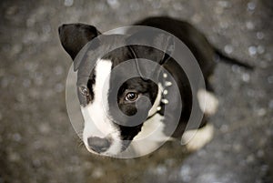 Staffordshire Bull Terrier