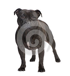 Staffordshire Bull Terrier ()