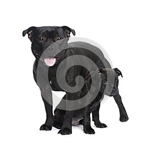 Staffordshire Bull Terrier ()