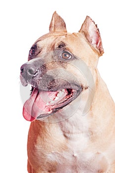 Staffordshire bull terrier