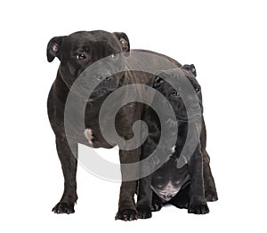 Staffordshire Bull Terrier