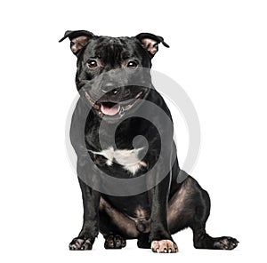 Staffordshire Bull Terrier (9 months old)