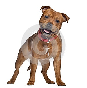 Staffordshire Bull Terrier, 9 months old with red collar