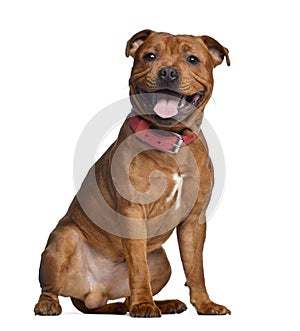 Staffordshire Bull Terrier, 9 months old with red collar