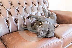 Staffordshire bull terrier asleep on a leather sofa