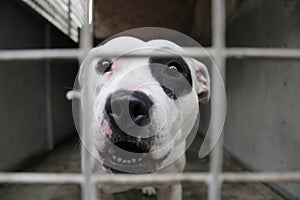 Staffordshire bull terrier behind bars