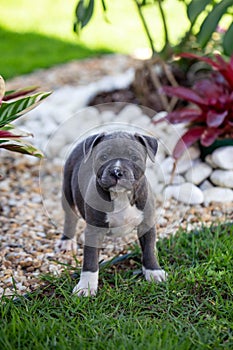 Staffordshire bull terrier blue and white puppy, stay position