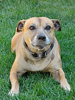 Staffordshire Bull Terrier Dog