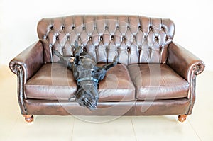 A staffordshire bull terrier dog alseep on a sofa