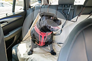 Staffordshire Bull Terrier dog on the back seat of a car with a clip and strap attached to his harness. He is sitting on a car