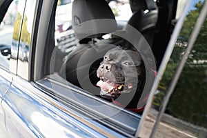 Staffordshire Bull Terrier dog on the back seat of a car with his head looking out of the window. He is happy and smiling