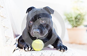 Staffordshire Bull Terrier dog with ball lokking cute