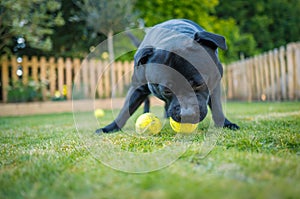 Staffordshire Bull Terrier dog in a garden or back yard with grass and a picket fence. He is playing with tennis balls