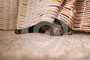 Staffordshire Bull terrier dog hiding under a curtain on a beige carpet