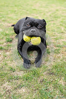 Staffordshire Bull Terrier dog holding two tennis balls in his mouth. He is lying on grass looking at the camera