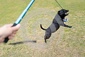 Staffordshire bull terrier dog jumping to catch the rope lure at the end of the elastic rope attached to a pole flirt pole