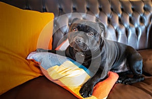 A Staffordshire Bull Terrier dog lying on a brown vintage leather sofa with bright orange cushions