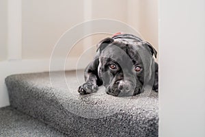 Staffordshire Bull Terrier dog lying on a carpeted stair looking at the camera. He looks a bit feb up